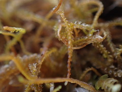Sphenolobopsis pearsonii