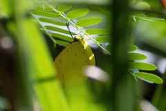 Eurema