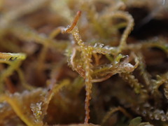Sphenolobopsis pearsonii