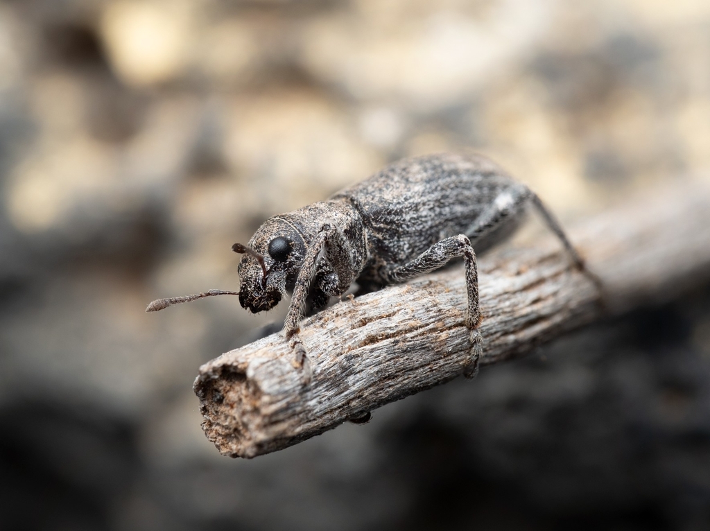 Herpisticus oculatus