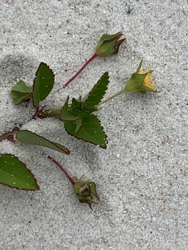 Sida pusilla observed 2022-06-29