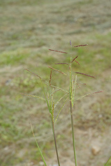 Eriochloa procera