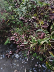 Baccharis racemosa