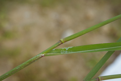 Eriochloa procera