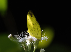 Eurema simulatrix