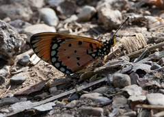 Acraea terpsicore