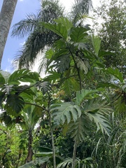 Artocarpus camansi