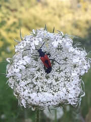 Stictoleptura cordigera