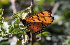 Acraea terpsicore