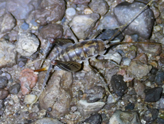 Ceuthophilus variegatus