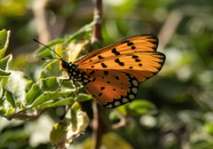 Acraea terpsicore
