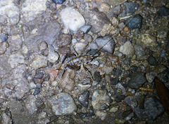 Ceuthophilus variegatus