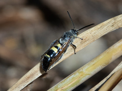 Campsomerinae