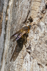 Megachile sculpturalis