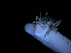 Cyphoderris