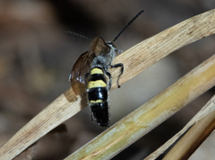 Campsomerinae