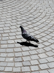 Columba livia domestica