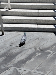 Columba livia domestica