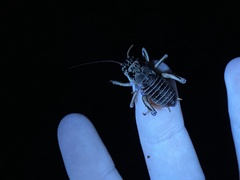 Cyphoderris