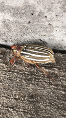 Polyphylla decemlineata