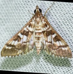 Epipagis forsythae