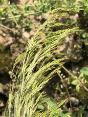 Apera