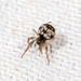 Ray Spiders - Photo (c) Ashley M Bradford, some rights reserved (CC BY-NC), uploaded by Ashley M Bradford
