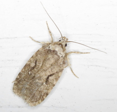 Agonopterix curvilineella