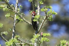 Sphyrapicus ruber × nuchalis