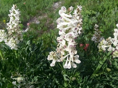 Corydalis caseana brachycarpa