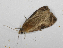 Olethreutes quadrifidum
