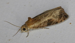 Olethreutes quadrifidum