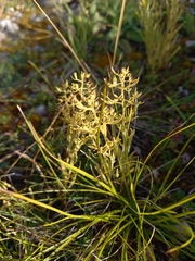 Thesium linophyllon