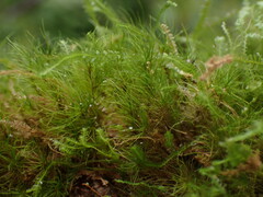 Dicranodontium asperulum