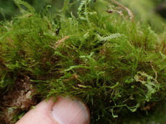 Dicranodontium asperulum