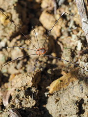 Pseudogagrella splendens