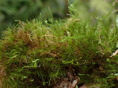 Dicranodontium asperulum