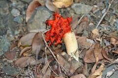 Lysurus corallocephalus