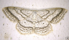 Scopula ancellata