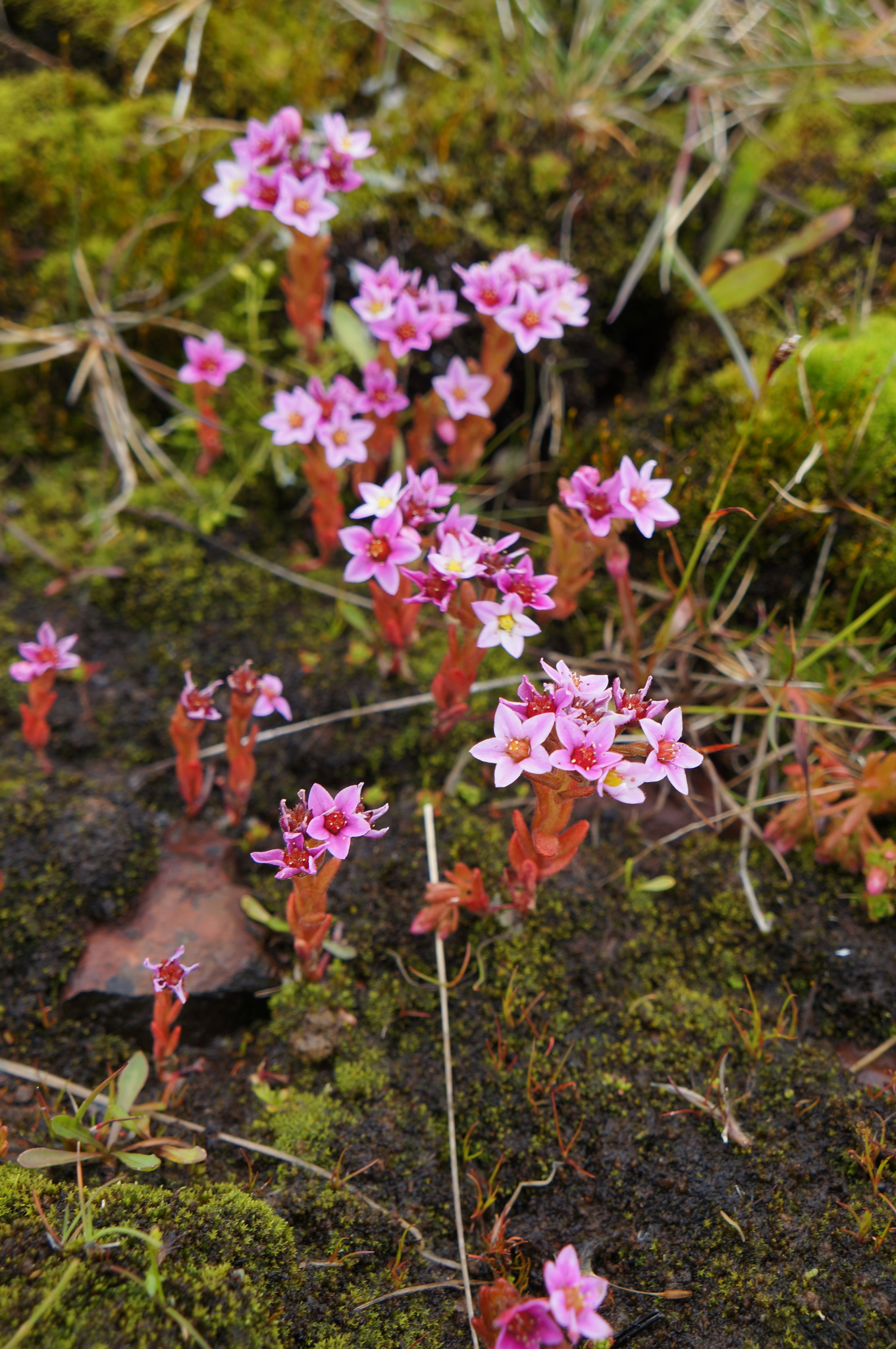 Sedum villosum