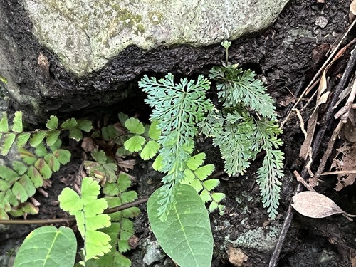 Asplenium pulcherrimum, 2022-06-16