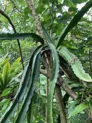 Selenicereus costaricensis