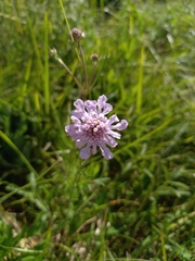 Scabiosa canescens