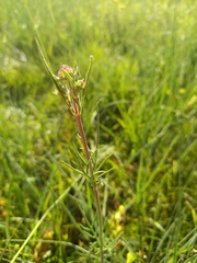 Scabiosa canescens