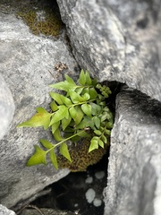 Asplenium falcatum