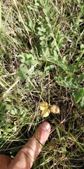 Astragalus plattensis