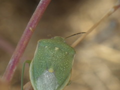 Chlorochroa