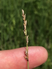 Carex prairea