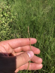 Carex prairea