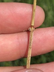 Carex prairea